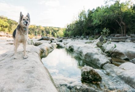 where to take your dog in Austin Texas
