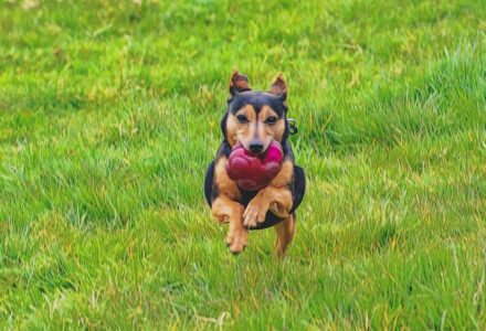 Dog friendly Dublin