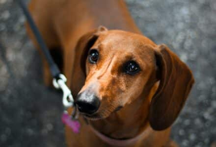 dog friendly delhi