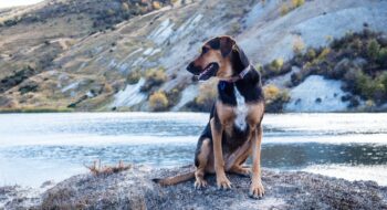 Where to take your dog in Christchurch New Zealand