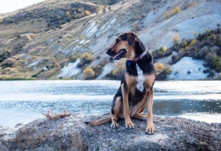 Where to take your dog in Christchurch New Zealand