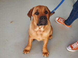 dog friendly Christchurch New Zealand