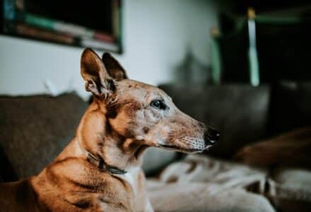 adopting a senior dog
