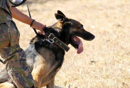 what happens to retired service dogs