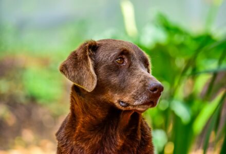 Tech startup hopes to make your dog live longer