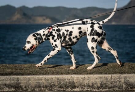dog friendly rio de janeiro