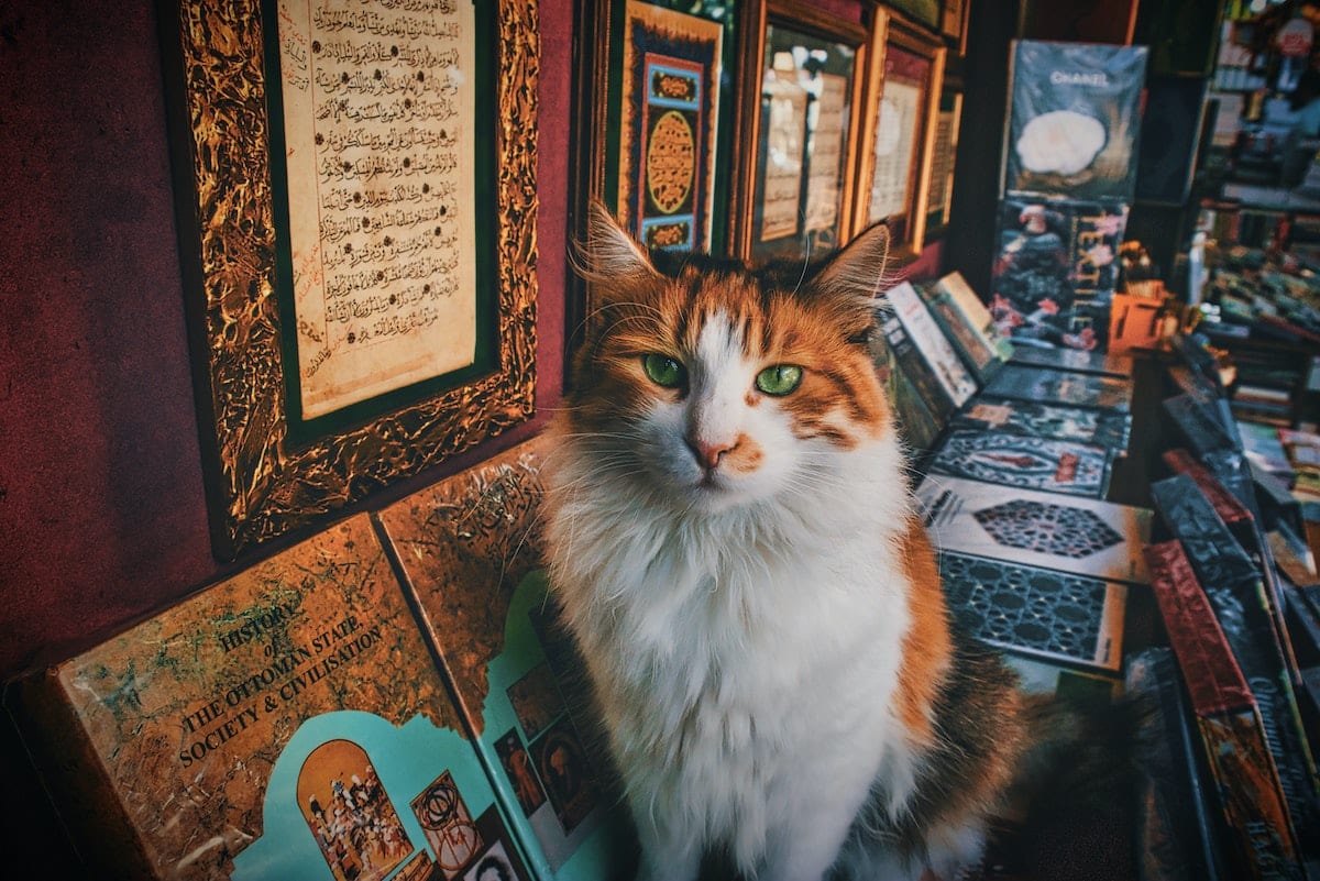 Famous cats throughout history PetAir