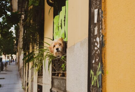 where to take your dog in madrid