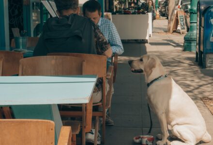 Dog friendly San Diego