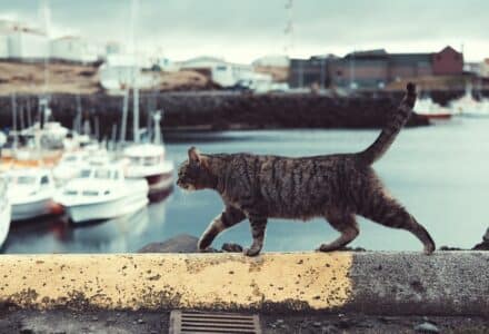 Famous cats throughout history