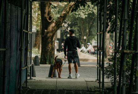 what to do with your dog in mexico city