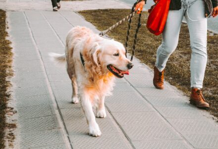 what to do if you meet someone with a dog phobia