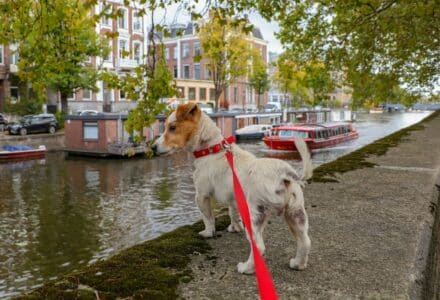 where to take your dog in Amsterdam