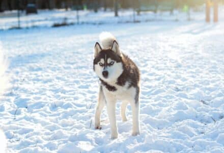 famous dogs throughout history