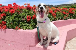 things to do with your dog in panama