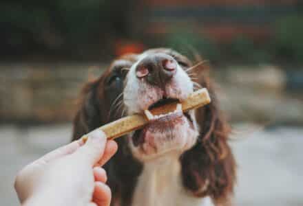 food hall for dogs