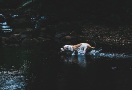 Where to take your dog in Panama