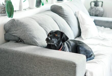 How to keep your house clean when you’ve got pets