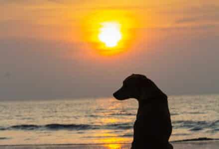 where to take your dog in Mumbai