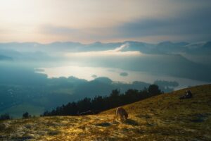 lake district walker saved by dogs