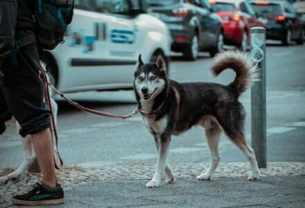 Where to take your dog in Berlin