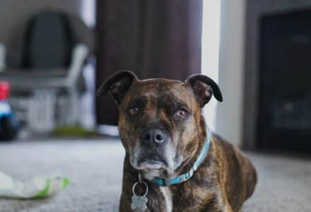 stolen dog returned home thanks to social media