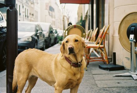 where to take your dog in Montpellier, France