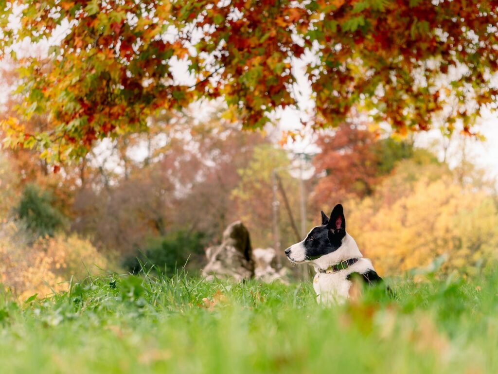 Where to take your dog in Montpellier, France PetAir