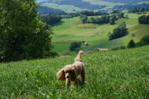 dog friendly switzerland