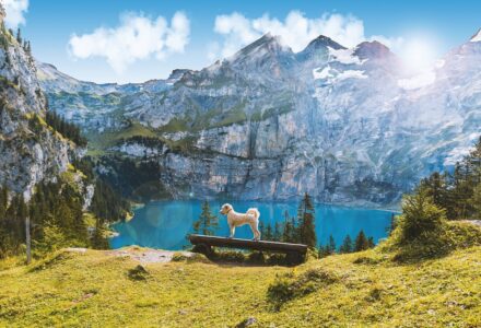 where to take your dog in Switzerland