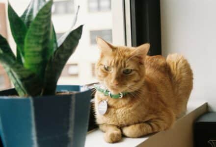 how to stop your cat eating plants