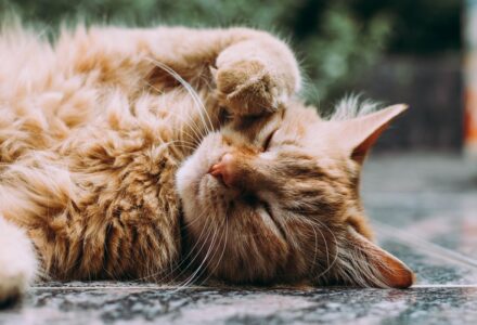 Birmingham couple reunited with cat after 10 years