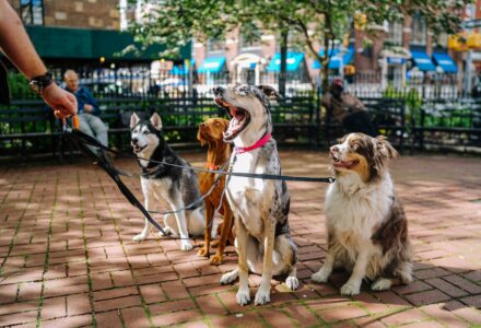 Top things to ask before hiring a pet sitter