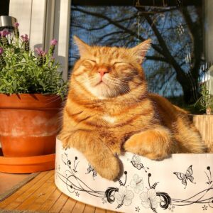 Birmingham couple reunited with cat after 10 years