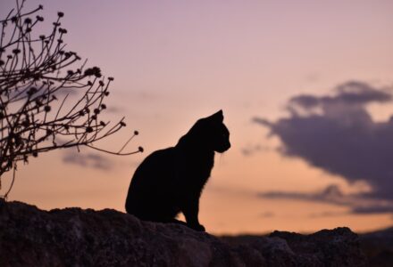 Microchipping cats is to become law
