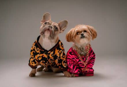 Designer Moschino launches pet collection