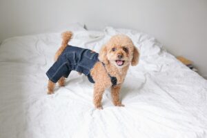 Designer Moschino launches pet collection