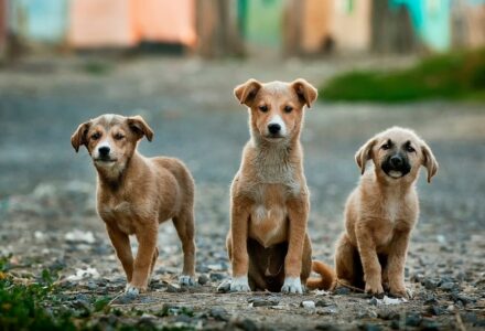 rescuing stray dogs on the gaza strip