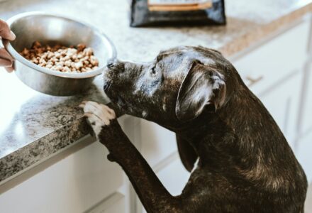 how to clean your pet bowls safely