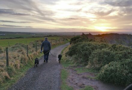 where to take your dog in ireland