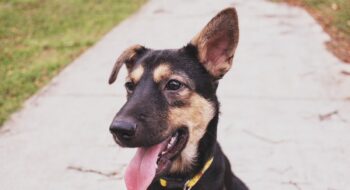 Where to take your dog in Malaysia