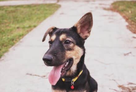 Where to take your dog in Malaysia