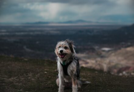 dog in salt lake city utah