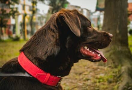 dog friendly peru