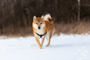 Top 10 mischievous dog breeds revealed