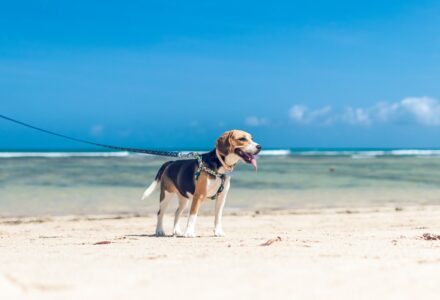 toyota working on dog walking robot