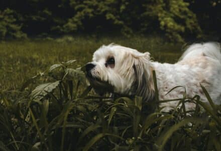 Where to take your dog in Indianapolis