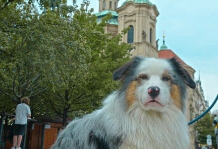 where to take your dog in prague