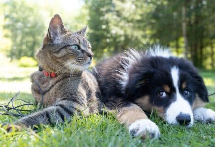 cheaper to own a cat or a dog