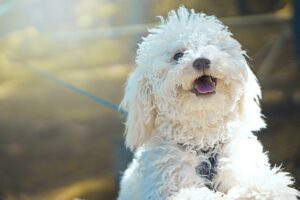 white fluffy dog on a lead